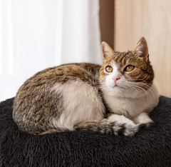 Cat Bed Pet Bed